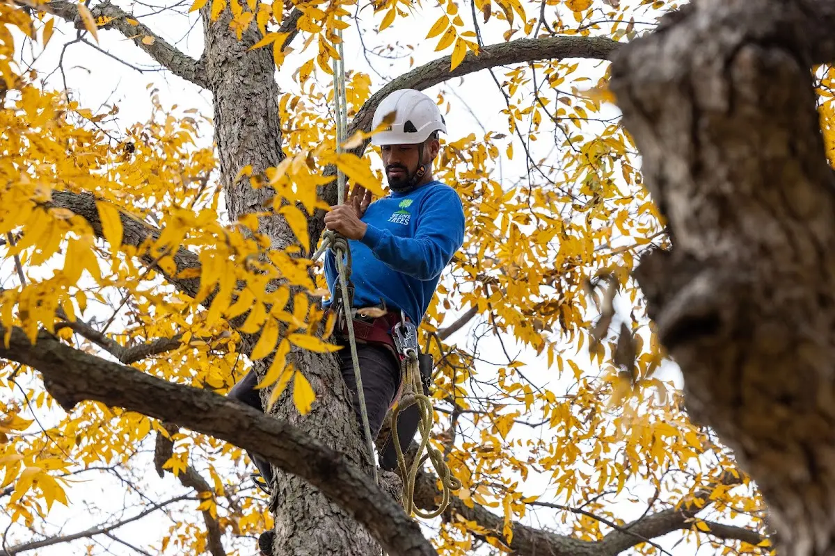 Skilled Tree Transplanting crew working in Macomb