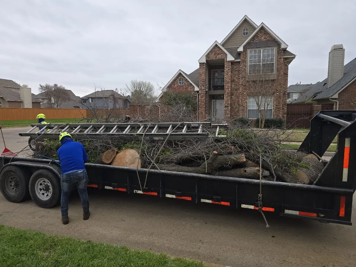 Expert Deadwooding with proper safety equipment in Macomb